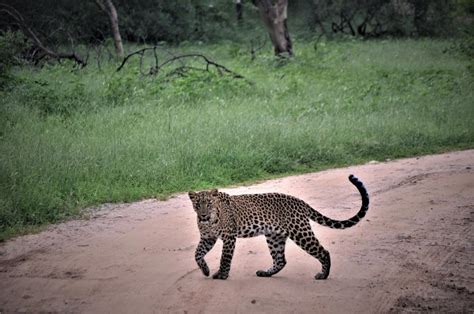 GALTA SAFARI .